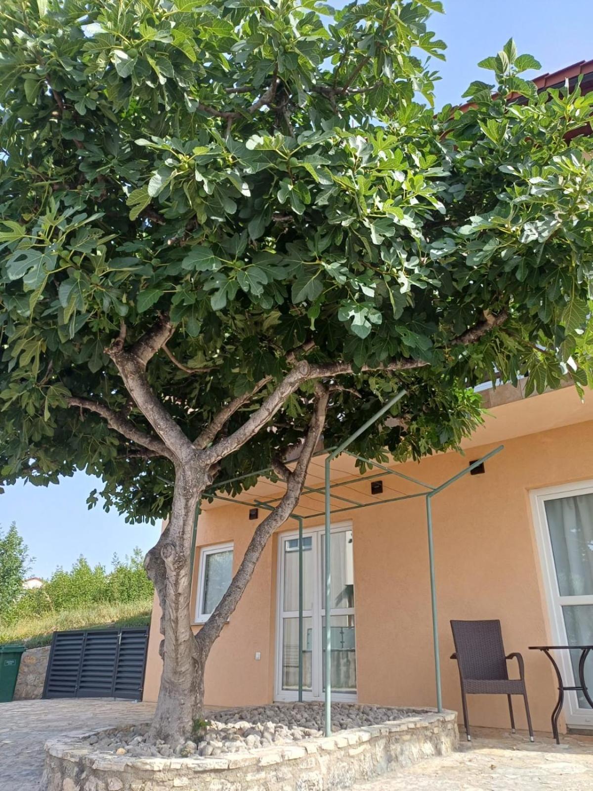 Appartement Ambiente à Jasenice  Extérieur photo